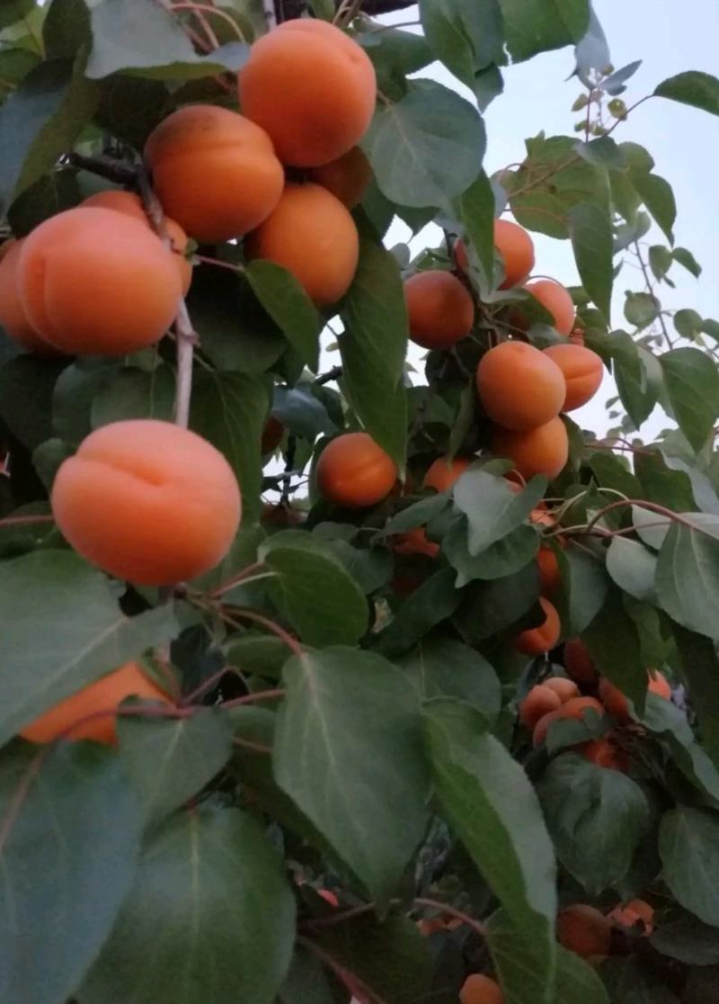 精品杏，金太阳，凯特【热卖中】供应各大市场，商超。