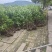 法青苗木，青珊瑚