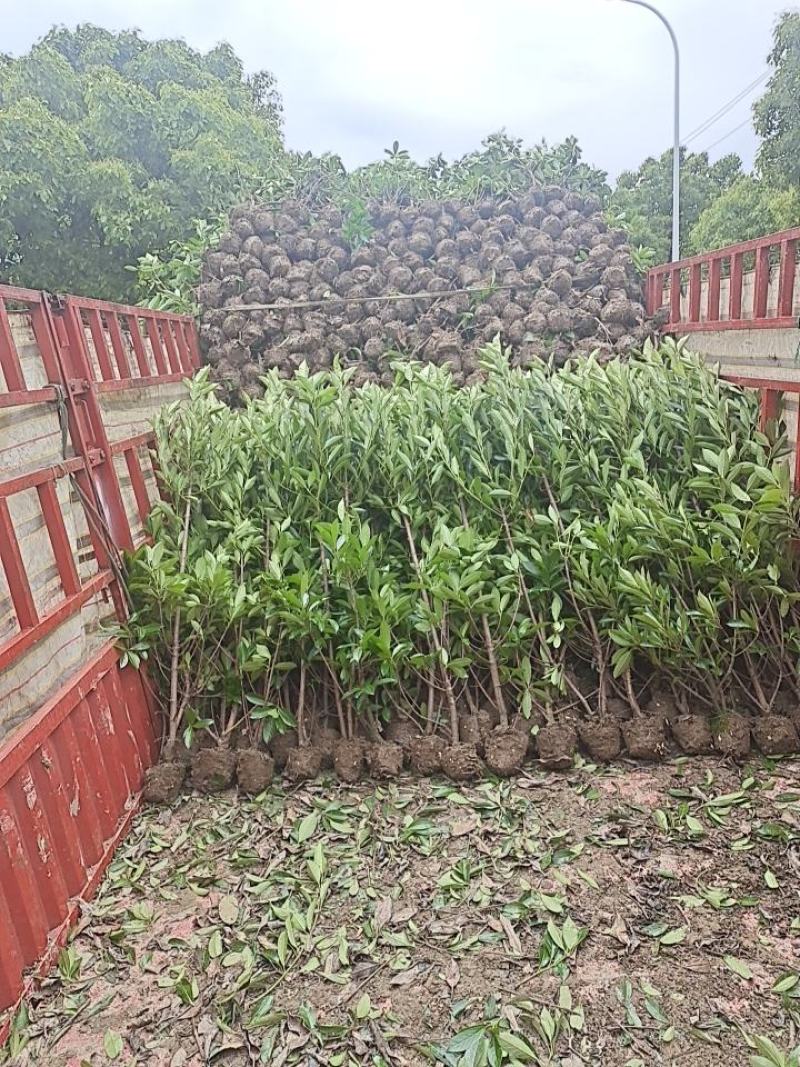 法青苗木，青珊瑚