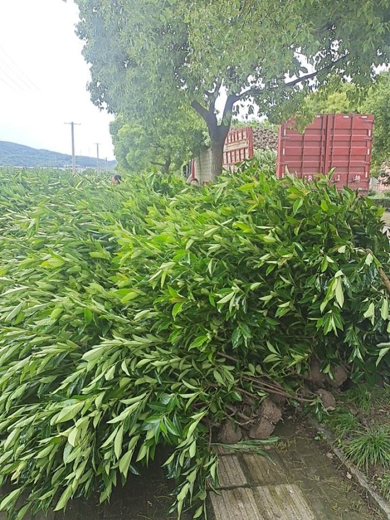 法青苗木，青珊瑚