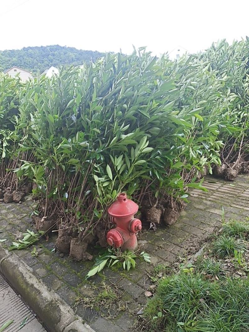 法青苗木，青珊瑚