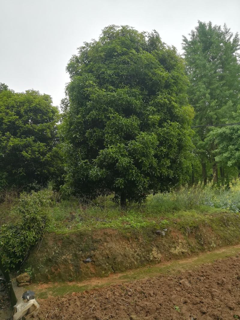 桂花树