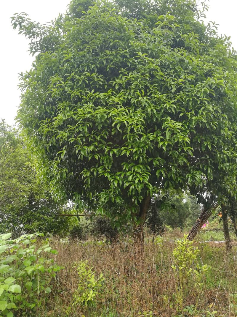 桂花树
