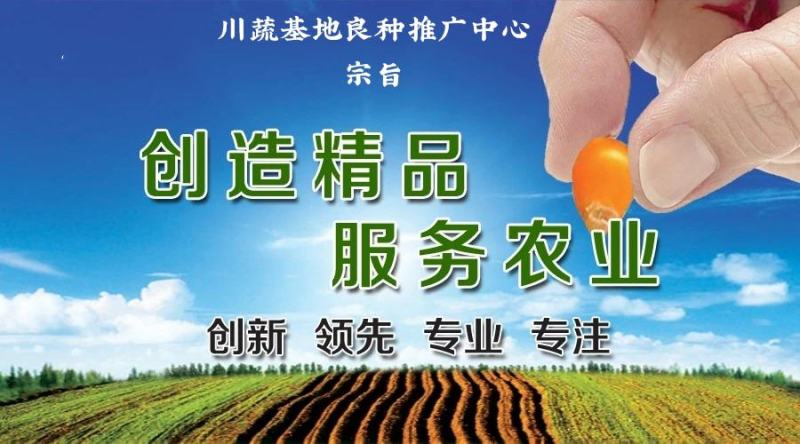 耐热黄瓜种子越夏密刺黄瓜种子油亮型短把强雌性黄瓜种子