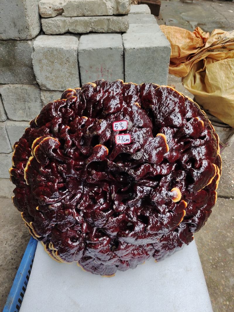 湘西南超大灵芝盆景摆件，专业合作社种植长期供应中质量保证