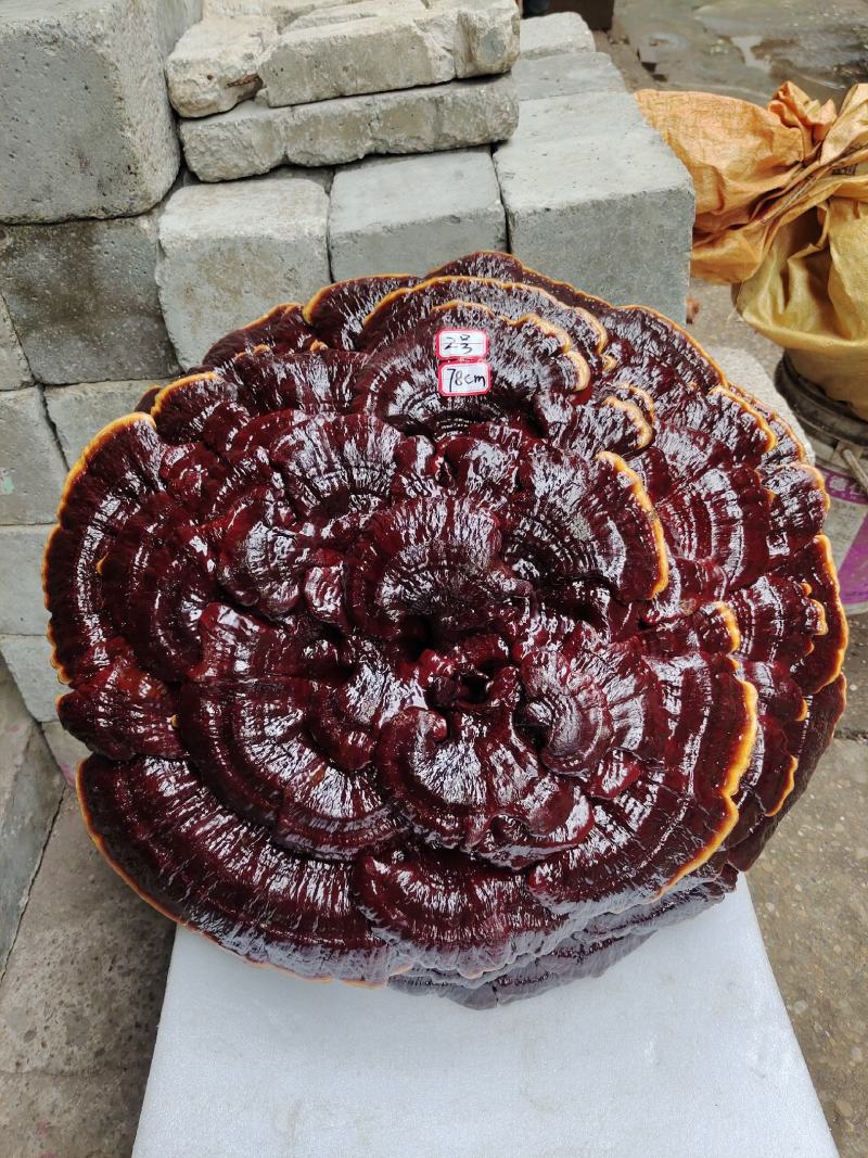 湘西南超大灵芝盆景摆件，专业合作社种植长期供应中质量保证