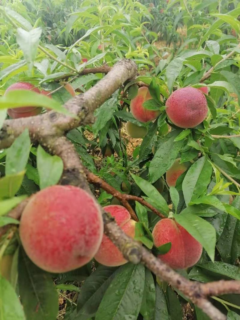 桃子大量上市