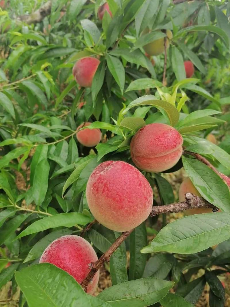 桃子大量上市