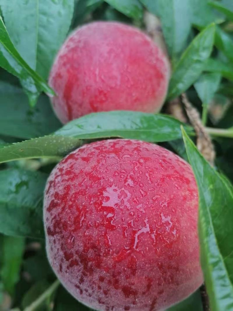 桃子大量上市