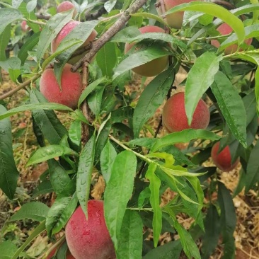 桃子大量上市