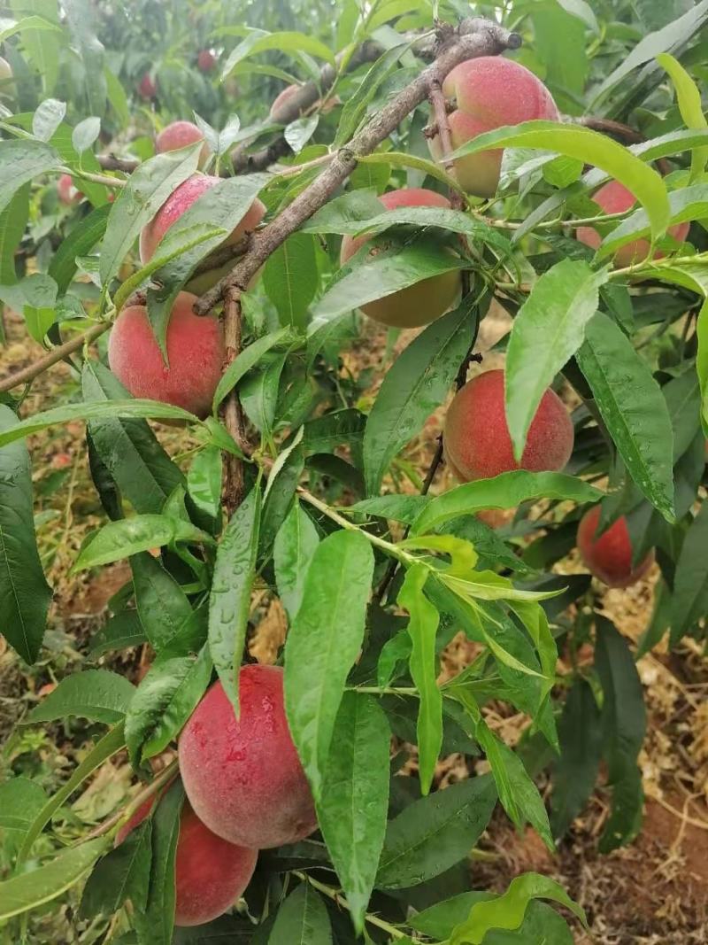 桃子大量上市