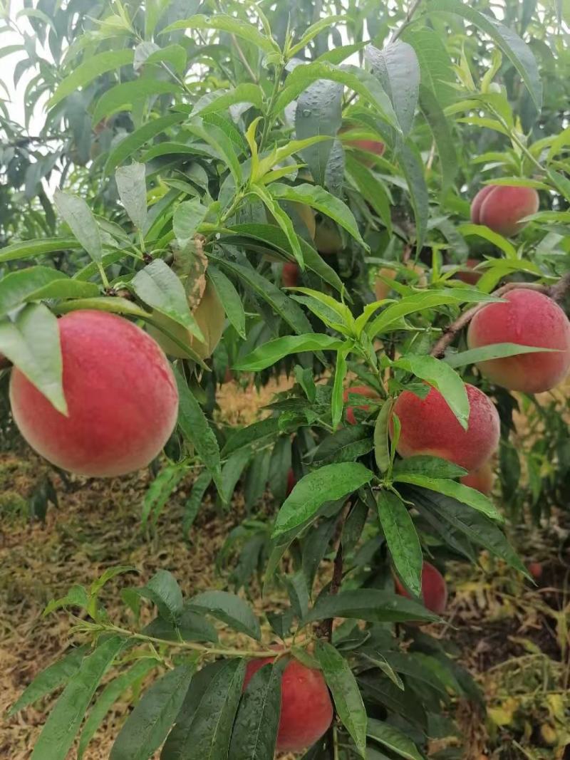 桃子大量上市