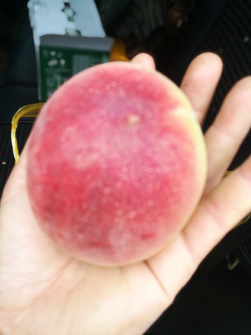 桃子大量上市