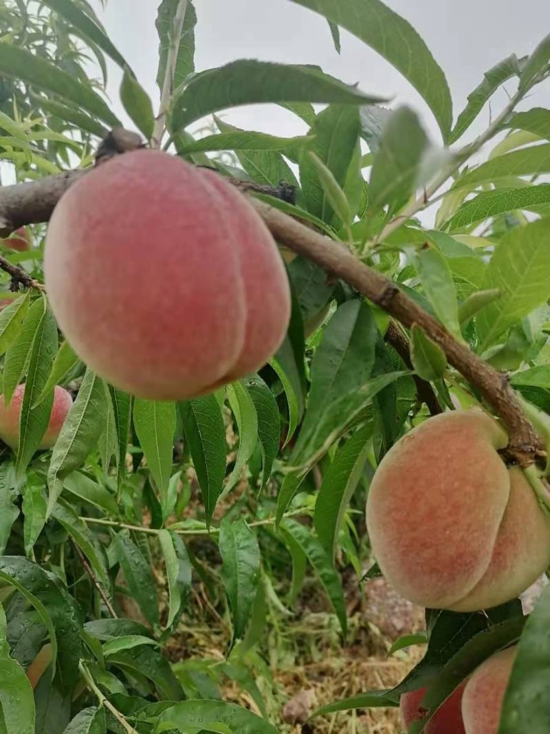 桃子大量上市