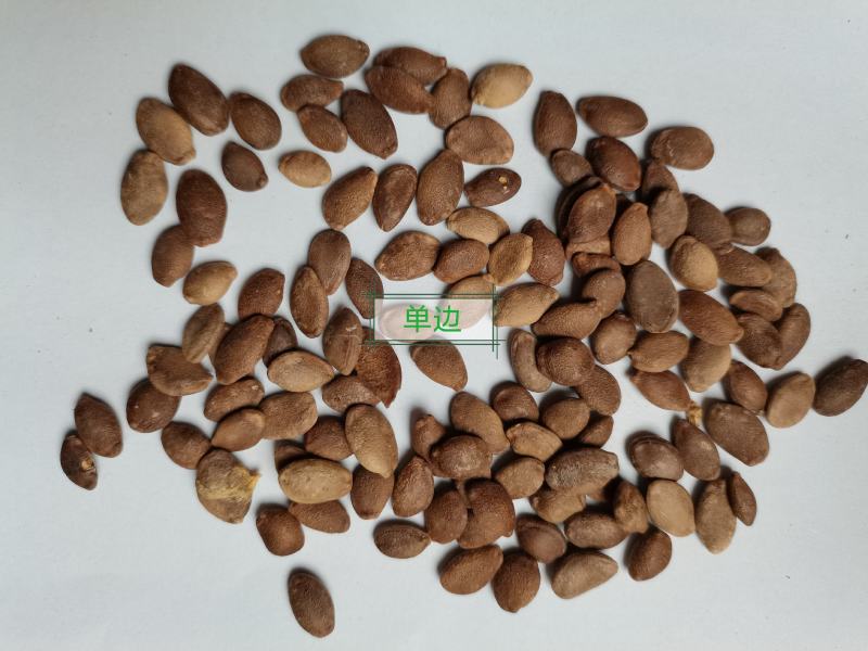 瓜蒌子批发零售支持混批一件代发1000克起