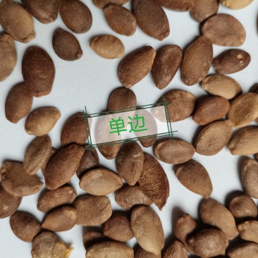 瓜蒌子批发零售支持混批一件代发1000克起