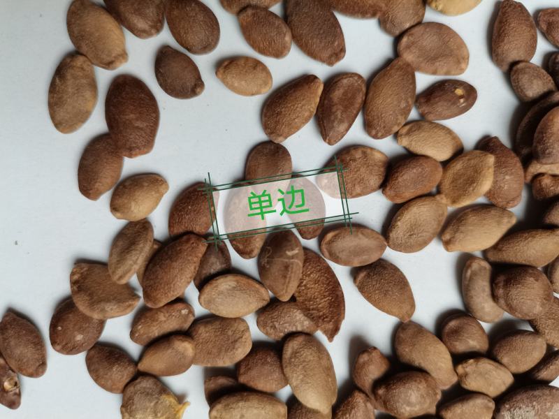 瓜蒌子批发零售支持混批一件代发1000克起