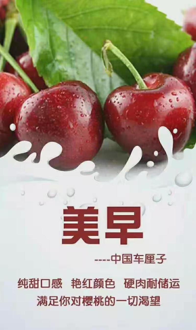 大田美早樱桃5斤包邮