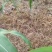 26%苯唑草酮莠去津玉米田苗后专用除草剂甜糯玉米除草剂