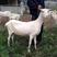 【视频挑选】纯种萨能奶山羊，小羊羔，产奶山羊怀孕母羊全国发货