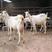 【视频挑选】纯种萨能奶山羊，小羊羔，产奶山羊怀孕母羊全国发货