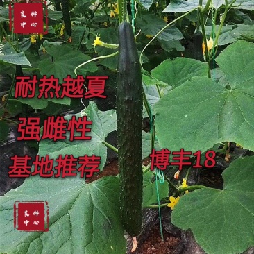 耐热黄瓜种子越夏密刺黄瓜种子油亮型短把强雌性黄瓜种子