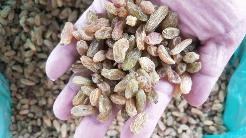 新疆葡萄干十公斤一箱绿葡干代发多规格零食加工零售大量现货