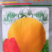 红太阳黄美人黄皮红瓤礼品西瓜种子一株可留2果