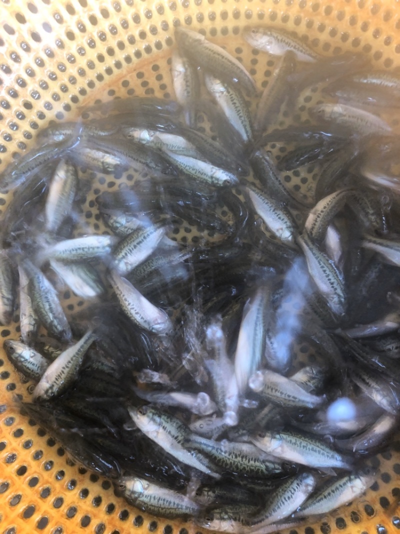 鲈鱼苗优鲈淡水鱼苗抗病毒强无病无伤活体发货产地直销