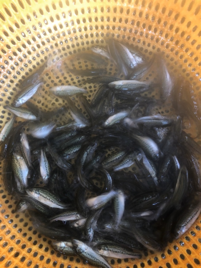 鲈鱼苗优鲈淡水鱼苗抗病毒强无病无伤活体发货产地直销
