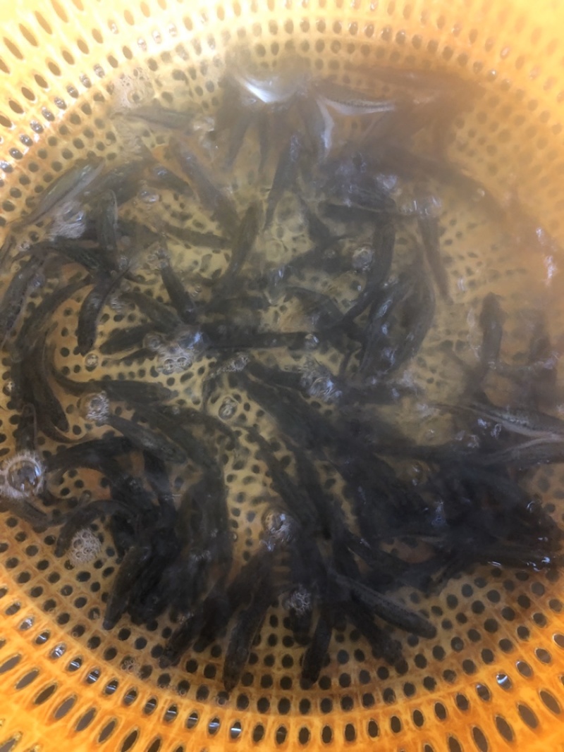 鲈鱼苗优鲈淡水鱼苗抗病毒强无病无伤活体发货产地直销