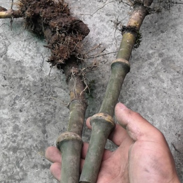 筇竹根