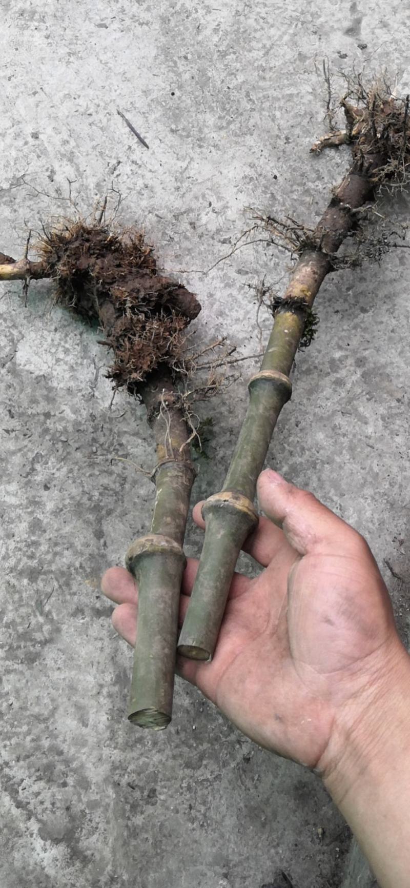 筇竹根