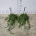105规格泰国佛珠盆栽基地直销30盆起批