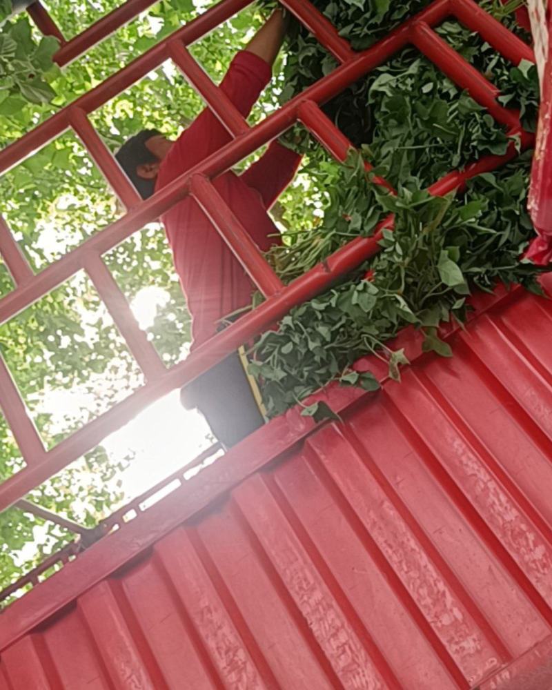 红薯苗，优质脱毒红薯苗，品种展示