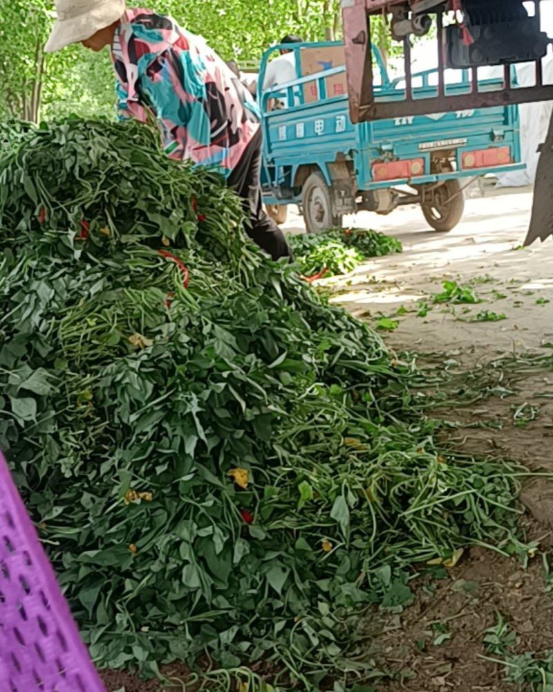 红薯苗，优质脱毒红薯苗，品种展示