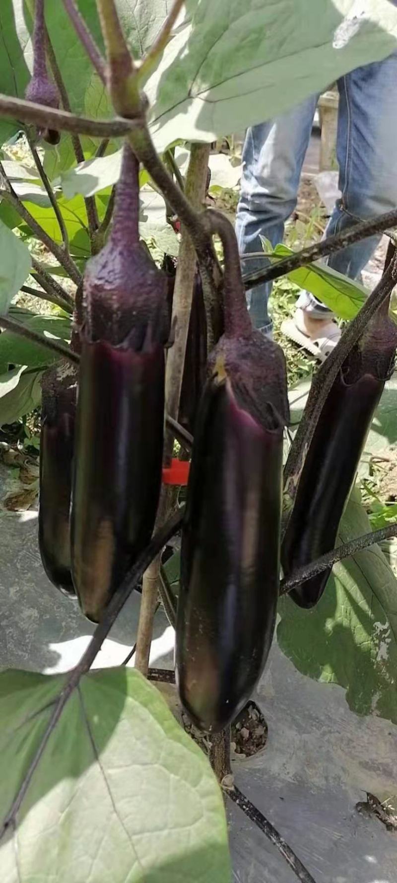 烧烤茄种子茄子种子30公分长粗8公分黑亮型