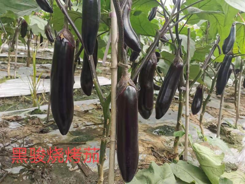 烧烤茄种子茄子种子30公分长粗8公分黑亮型