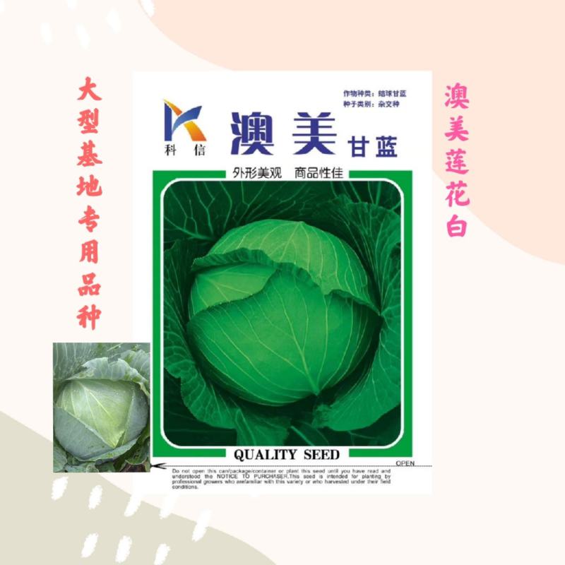 澳美莲花白种子奥奇丽甘蓝种子扁球型包菜种子奥奇娜蔬菜种子