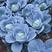 澳美莲花白种子奥奇丽甘蓝种子扁球型包菜种子奥奇娜蔬菜种子