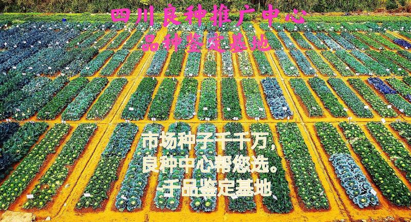 烧烤茄种子茄子种子30公分长粗8公分黑亮型