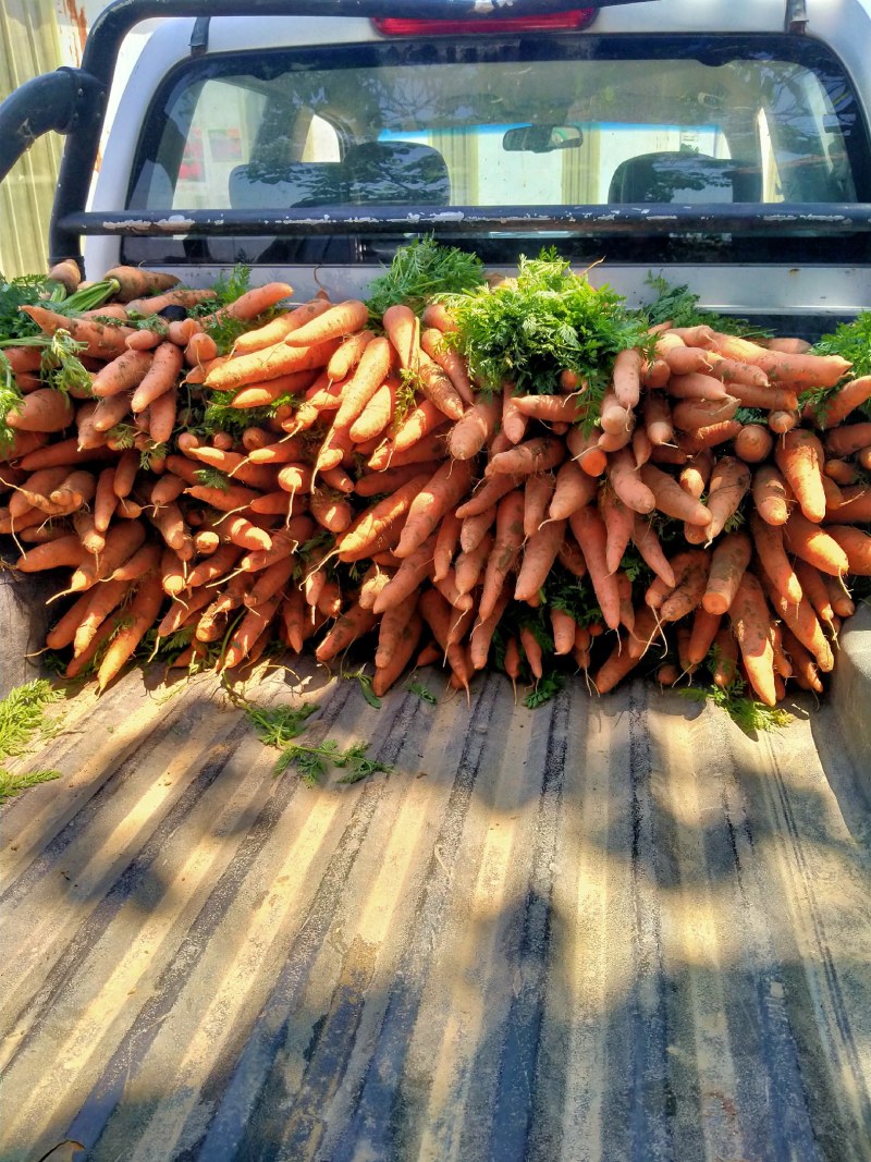 日本三红胡萝卜，白芸豆大量上市了，价格不高，包装齐全