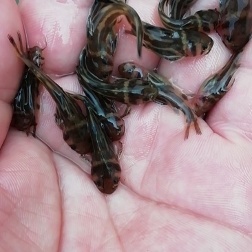 黄骨鱼苗，黄丫头，杂交黄骨鱼苗，黄辣丁鱼苗，黄骨水花