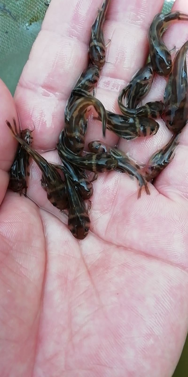 黄骨鱼苗，黄丫头，杂交黄骨鱼苗，黄辣丁鱼苗，黄骨水花