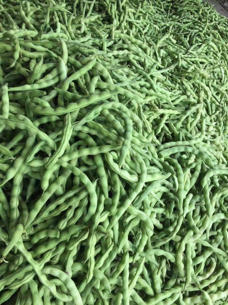 芸豆开坡肉豆大量有货，欢迎老板细聊产地发货