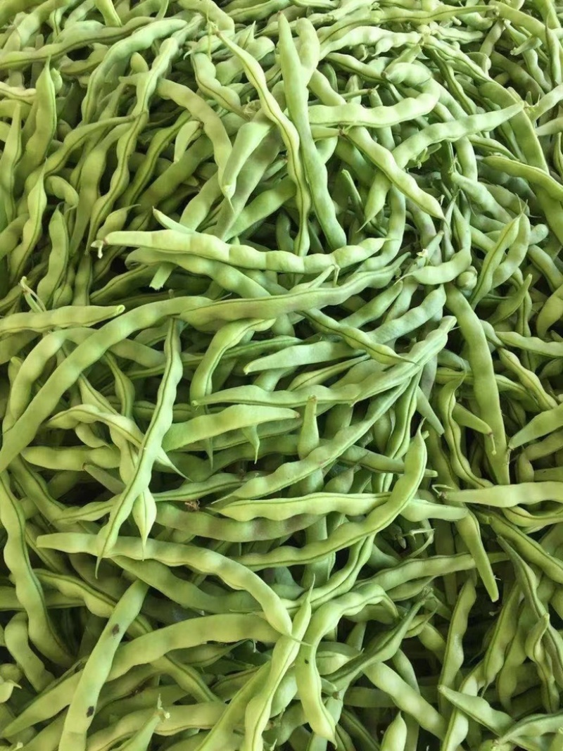 芸豆开坡肉豆大量有货，欢迎老板细聊产地发货