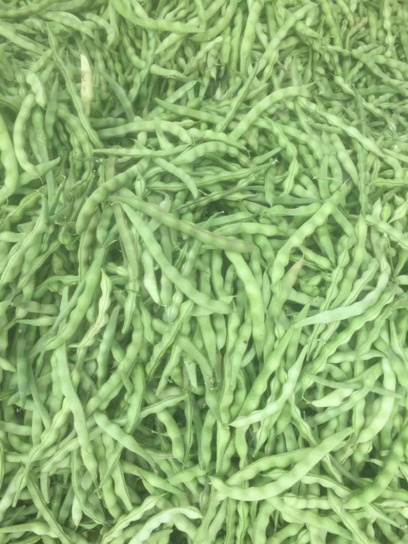 芸豆开坡肉豆大量有货，欢迎老板细聊产地发货