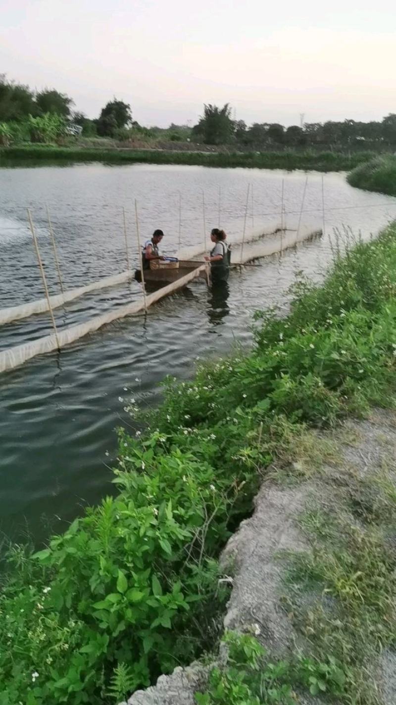 黄骨鱼苗，黄丫头，杂交黄骨鱼苗，黄辣丁鱼苗，黄骨水花