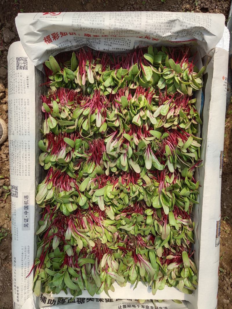 甜菜苗精品芽苗菜专业种植苗菜基地