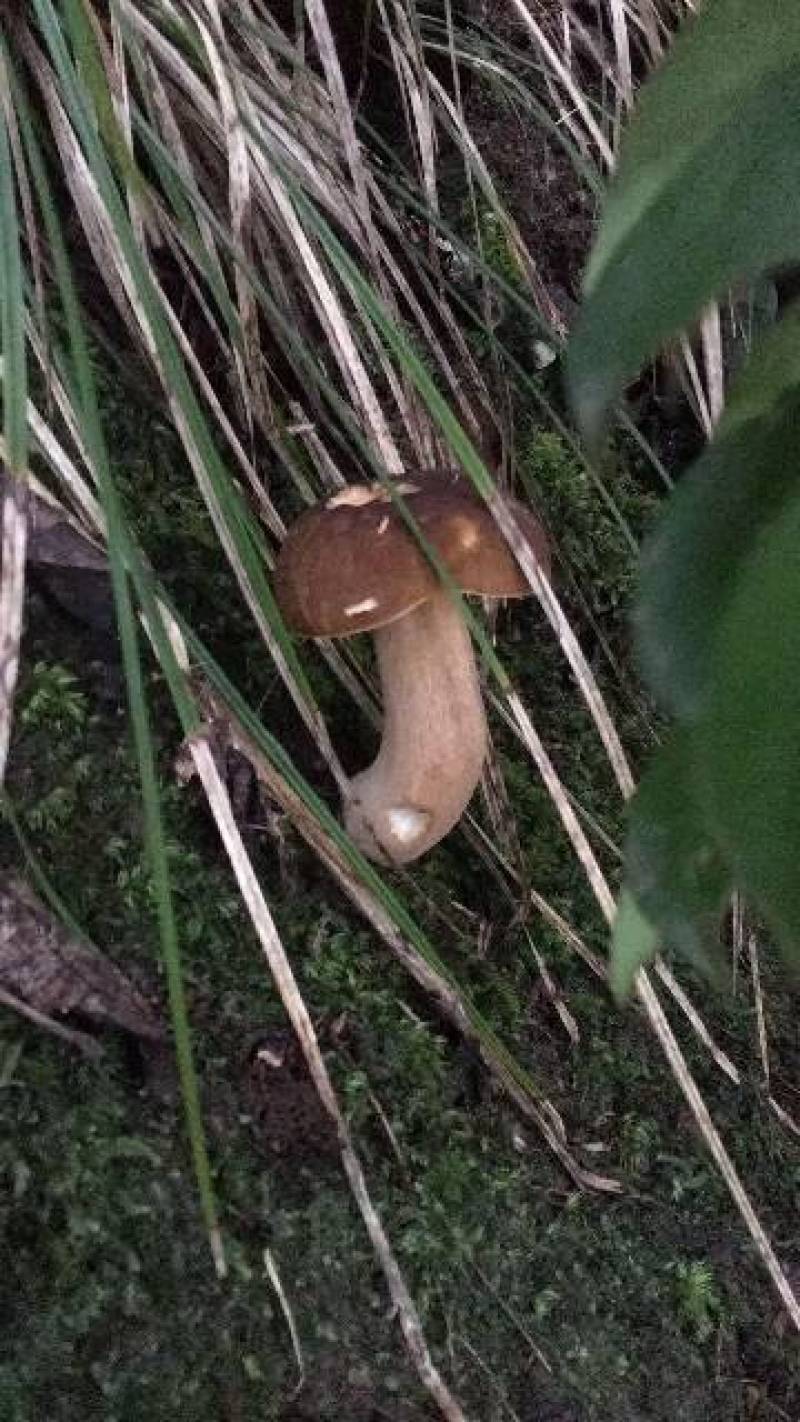 贵州沿河塘坝野生香菌